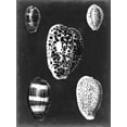 thumbnail image 2 of Vision Studio 12x14 White Modern Wood Framed Museum Art Print Titled - Alabaster Shells VI, 2 of 4