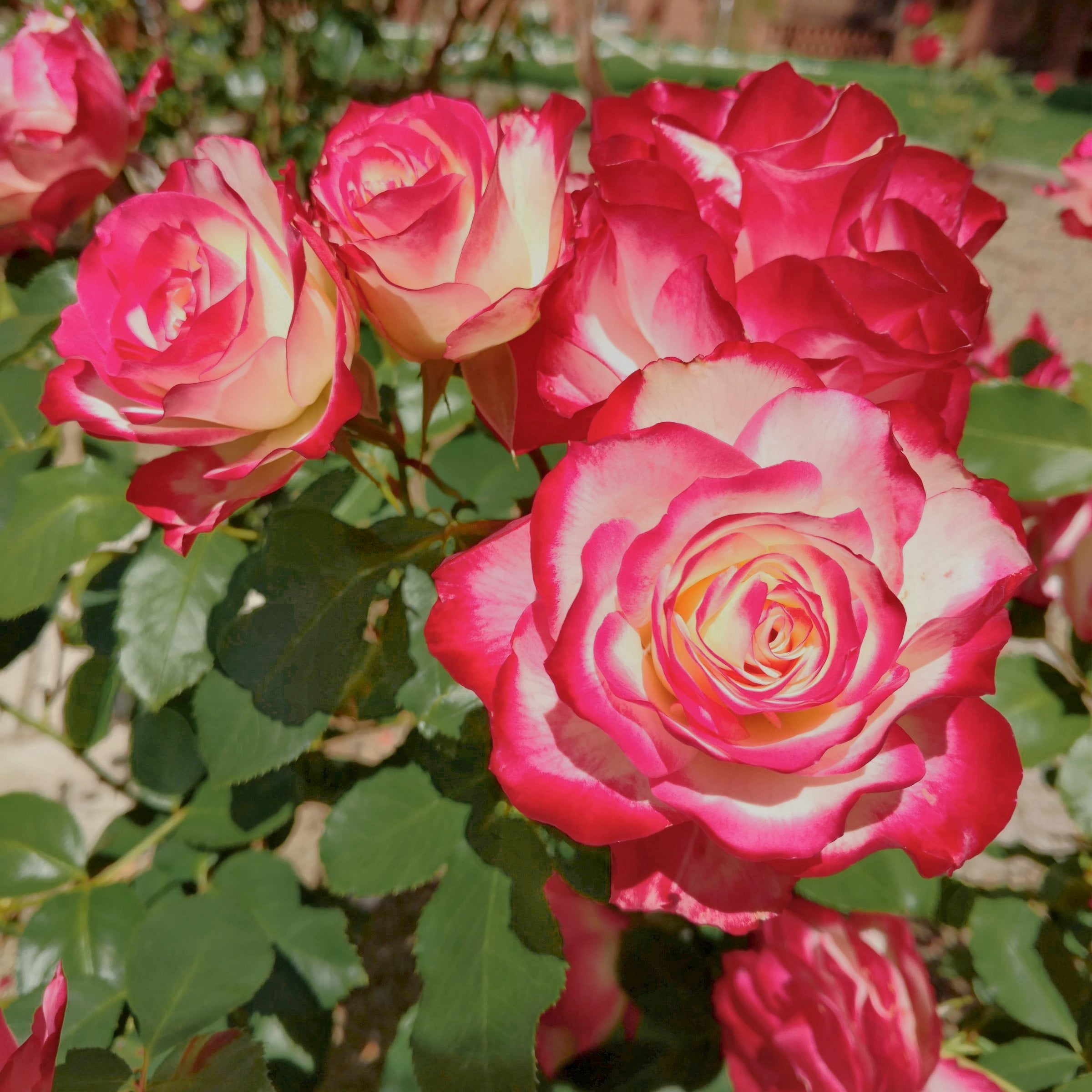 National Plant Network Bare Root Rose Cherry Parfait with Multicolor Flowers