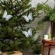 thumbnail image 5 of Uuiauoio 3 pcs Christmas Butterflies Tree Ornaments With Clips, Butterfly Christmas Ornaments Small Cute Christmas Tree Decorations for Indoor Outdoor Holiday Decor Christmas Party Home Decorations, 5 of 7