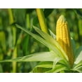 thumbnail image 6 of Organic Super Sweet Corn, Freeze-Dried, 4 Ounces — Non-GMO, Kosher, Raw, Vegan — by Food to Live, 6 of 6