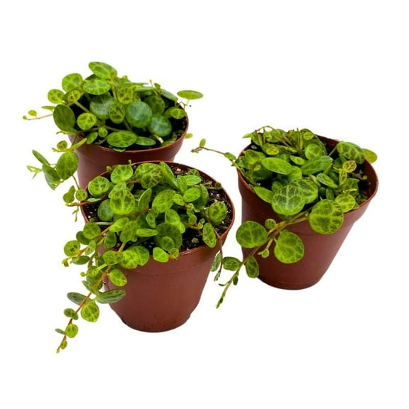 String of Turtles, 2 inch Set of 3, Peperomia prostrata Tiny Mini Pixie Plants