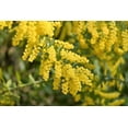 thumbnail image 2 of 10 GOLDEN MIMOSA Acacia Baileyana Yellow Wattle Tree Flower Seeds, 2 of 10