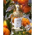 thumbnail image 2 of Perfume Guerlain Aqua Allegoria Mandarin Basilic 75 ml unisex, 2 of 8
