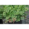 thumbnail image 5 of RedCrocus 4 Luck Red Stripe Clover &ndash; Variegated Ground Cover, Border Plant, Pollinator Attractor, Deer Resistant, Container & Garden Use  4.5" Pot (Pack of 5), 5 of 14