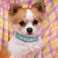 thumbnail image 3 of Didog Smooth PU Leather Custom Dog Collars with Rhinestone Personalized Name Letters, Fit Small Medium Dogs, 3 of 8