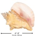 thumbnail image 4 of Conch Shell 1 Grand Bahama Conch Seashell 8-10 Pouces Plus Gratuit Nautical eBook par Joseph Rains, 4 of 4