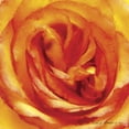 thumbnail image 2 of Henry, Lola 20x20 White Modern Wood Framed Museum Art Print Titled - Painterly Flower I, 2 of 4