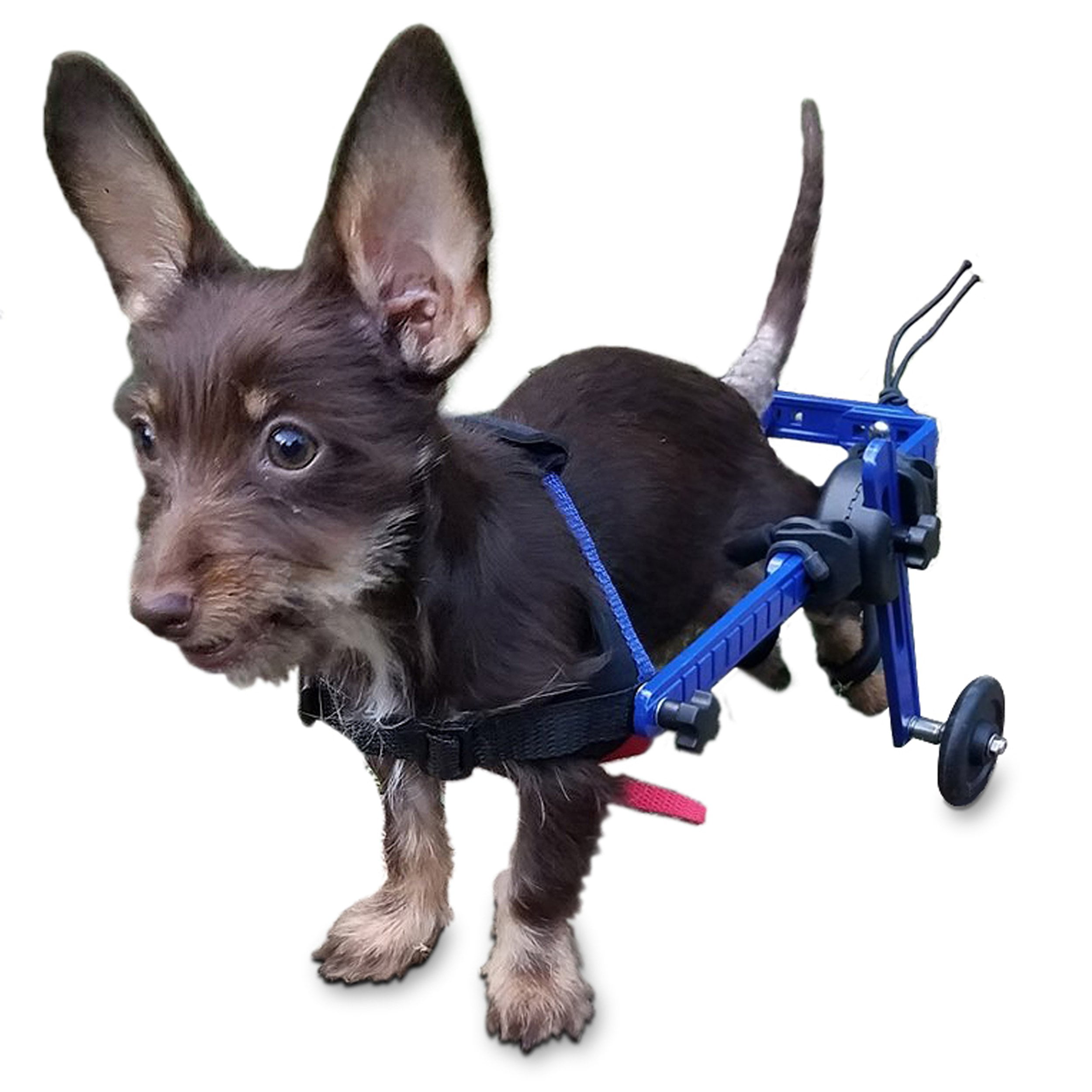 doggie wheelchairs