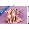 thumbnail image 3 of Keith Kimberlin - Kittens - Pretty Kitty Wall Poster, 22.375" x 34", 3 of 4
