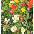 thumbnail image 3 of TomorrowSeeds - 7 Colors Mix California Poppy Seeds - 18,000+ Count - For 2026 Planting Rainbow, 3 of 8