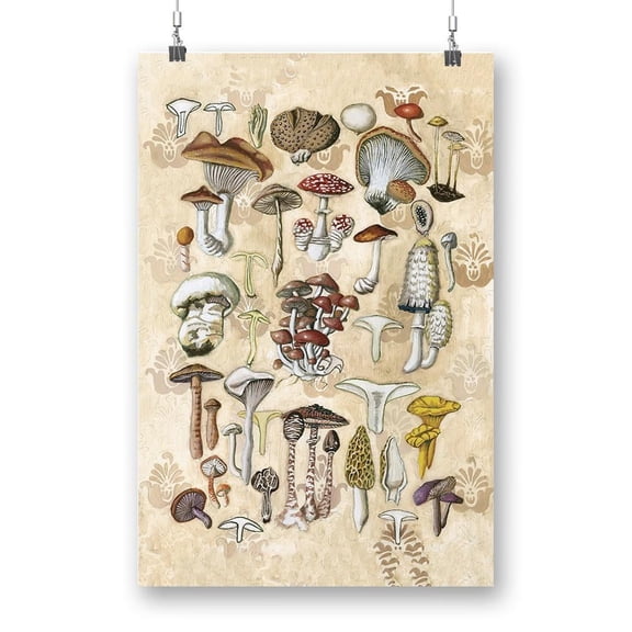 Mycological Study Poster - Naomi McCavitt Designs,