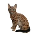 thumbnail image 2 of 10" H Sitting Bengal Cat Garden Statue, 2 of 5
