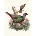 thumbnail image 2 of Joseph Smit 15x18 Black Ornate Wood Framed Double Matted Museum Art Print Titled - Ithaginis Geoffroyi. (1872), 2 of 5