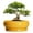 Bright Yellow, variant on Ordivic 6 inch Blue Glaze Round Ceramic Bonsai Pot with Drainage Hole & Saucer, Decorative Indoor Plant Pot for Home Living Room Decor