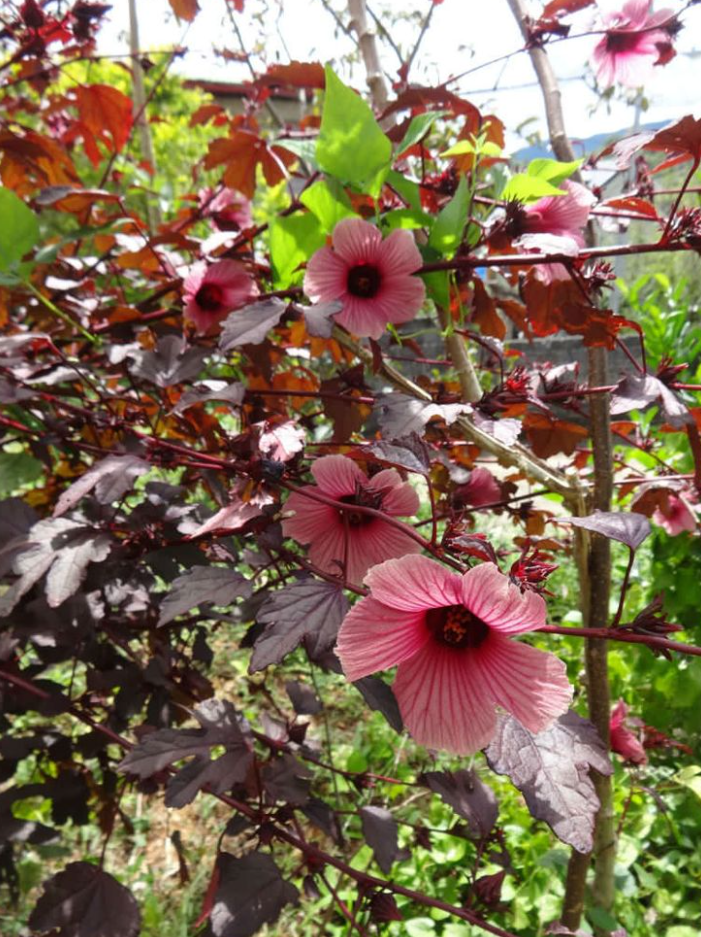 Set 2 Cranberry Hibiscus Live Plant, Hardy Red Hibiscus Flowering Starter Plant for Garden or Containers, 4–7 Inch Tall