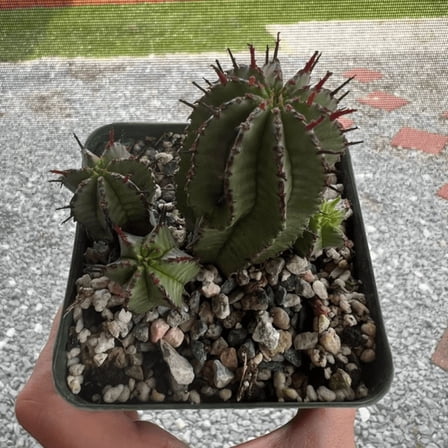 Euphorbia Horrida Boiss, Rare Succulent, Live Plant in 6'' pot