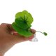 thumbnail image 5 of NUOLUX 10Ud Hoja Para Peces Betta En Acuario Con Y Ventosas, 5 of 8