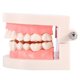 thumbnail image 4 of 1pc PVC Dental Teaching Study Standard Model for Demonstration, Kids Tooth Brushing Learning, 4 of 4