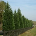 thumbnail image 6 of Brighter Blooms - Leyland Cypress Tree, 2-3 ft. - No Shipping to AK, AZ, HI, 6 of 7