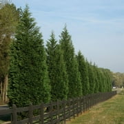 Brighter Blooms - Leyland Cypress Tree, 3-4 ft. - No Shipping to AK, AZ, HI