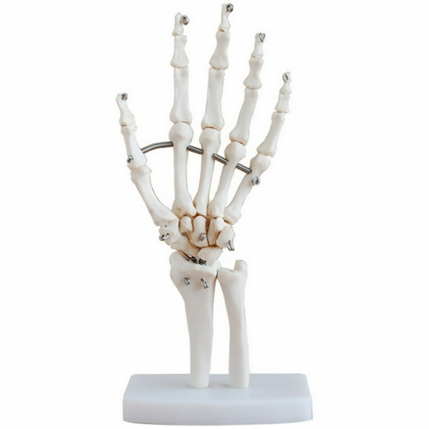 Modelo de esqueleto de mano humana Modelo de simulación de articulación de mano Suministro educativo