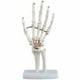 thumbnail image 1 of Modelo de esqueleto de mano humana Modelo de simulación de articulación de mano Suministro educativo, 1 of 6