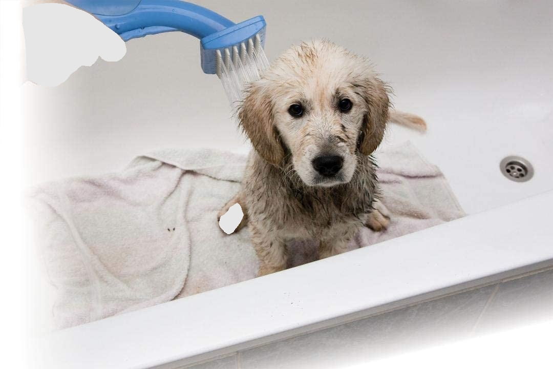 Pet Zoom Bathe N' Groom Indoor Outdoor Dog Washer and Grooming System