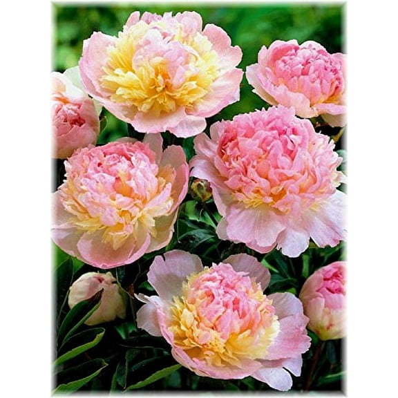 Raspberry Sundae Bareroot Peony, 2-3 Eye, Great for Fall Planting!
