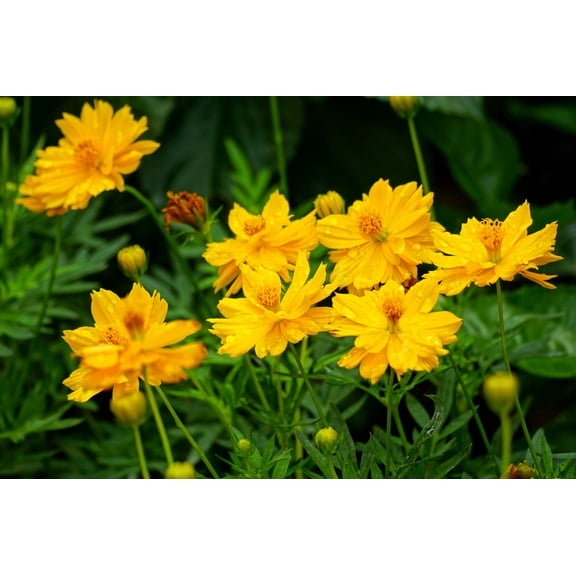 300 YELLOW SULPHUR COSMOS Bipinnatus Flower Seeds
