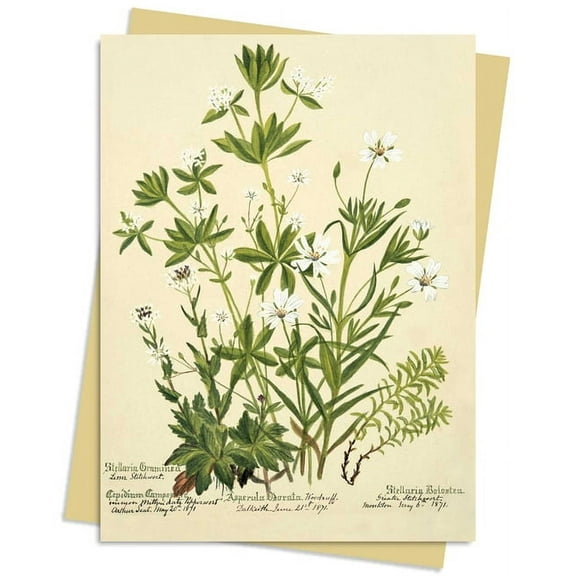 Greeting Cards: RBGE: Charlotte Cowan Pearson: Stitchworts, Woodruff and Pepperwort Greeting Card Pack : Pack of 6 (Cards)