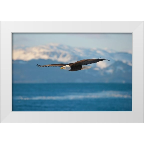 Su, Keren 14x11 White Modern Wood Framed Museum Art Print Titled - Bald Eagle flying over the ocean-snow mountain in the distance-Homer-Alaska-USA
