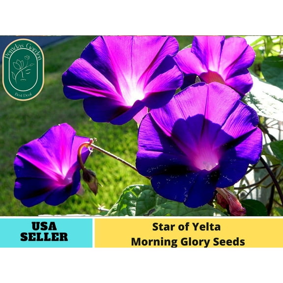 30 Seeds| Star of Yelta Morning Glory Seeds - Authentic Seeds - Perennial~ GMO Free ~Flower seeds~ ~ Asian Garden~ Herbs B5G1#F002
