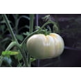 thumbnail image 4 of 50 Seeds WHITE Wonder BEEFSTEAK TOMATO Lycopersicon 1 - 2 lb Fruit Vegetable Seeds, 4 of 5