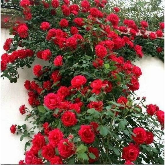10 Climbing Red Rose Seeds Flower Bush Perennial Bloom Shrub Flowering Seed 1300