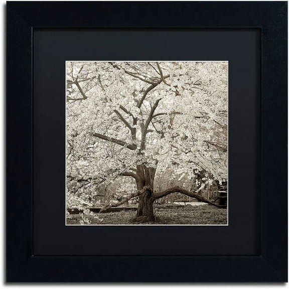 Trademark Fine Art "Hampton Magnolia II" Canvas Art by Alan Blaustein, Black Matte, Black Frame