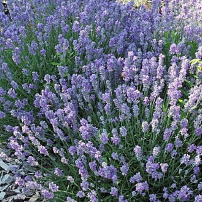 100 Dwarf Lavender-Little Lady Seeds Perennial Non- Mix for Garden Blooms