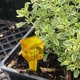 thumbnail image 2 of Pluviómetro Reutilizable para Exteriores, Herramienta de Medición de Aspersores de Plástico, Medidor de Aspersores de 1,5 Pulgadas con Boca, 2 of 5