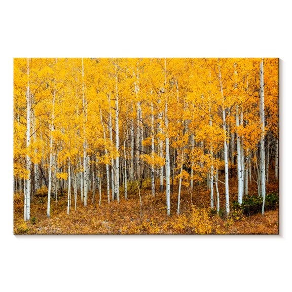 Elephant Stock Colorado Aspen Forest Wall Art - Horizontal Canvas Wall Art - Living Room Wall Decor - Nature Canvas - Orange And Brown Decor - 30" x 20"