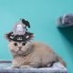 thumbnail image 3 of Mascota De Halloween, Gorra De Cosplay De Perro Bonito, Tocado Cruzado De Esqueleto Para Cumpleaños, Halloween, Navidad sonducket HA044035-02, 3 of 6