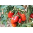 thumbnail image 3 of Tomato SEEDS -20 Seeds -San Marzano Roma Tomato -Good for Sauce- Fresh- Freezing, 3 of 4