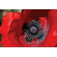 thumbnail image 2 of Brian Moore 44x31 Gallery Wrapped Canvas Wall Art Titled - Red Poppy II, 2 of 4