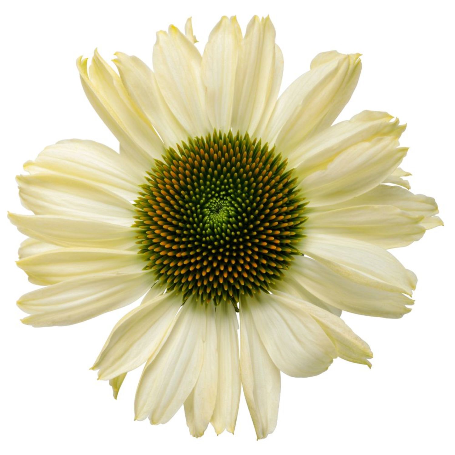 Proven Winners 6" Color Coded 'The Price is White' Coneflower Live Plant in 6.5" Pot