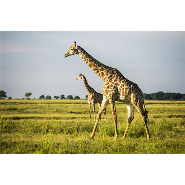 Posterazzi DPI12281726LARGE Girafe Giraffa Camelopardalis Chobe National Park - Kasane Botswana Poster Print - 38 x 24 Po. - Grand