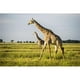 Posterazzi DPI12281726LARGE Girafe Giraffa Camelopardalis Chobe National Park - Kasane Botswana Poster Print - 38 x 24 Po. - Grand – image 1 sur 1