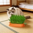 thumbnail image 5 of Carrot Shaped Cat Grass Planter No Soil Hydroponic Catnip Growing Kit For Indoor Cats Wheatgrass Planting Pot With Box, 5 of 6