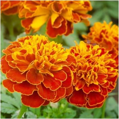 Packet Of 500 Seeds Double Fiesta French Marigold Seeds - 