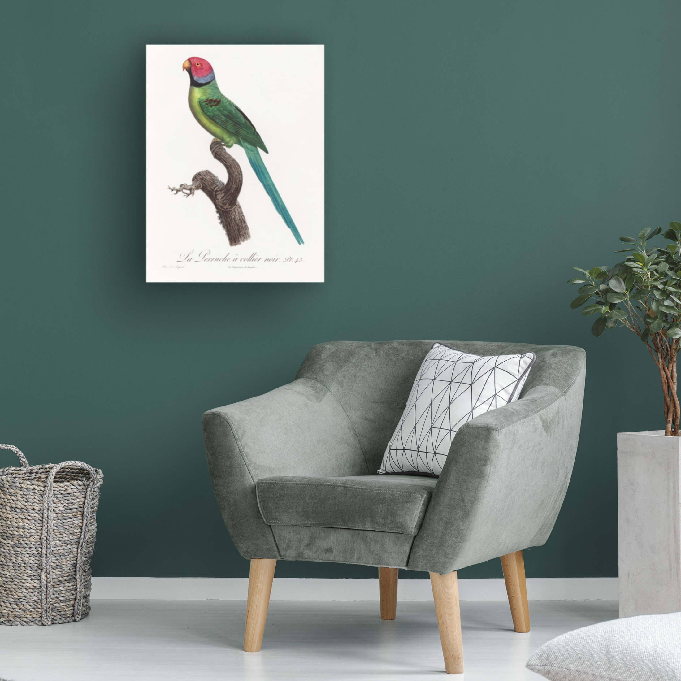 Trademark Fine Art Francois Levaillant Levaillant Parrot VIII Canvas Wall Art