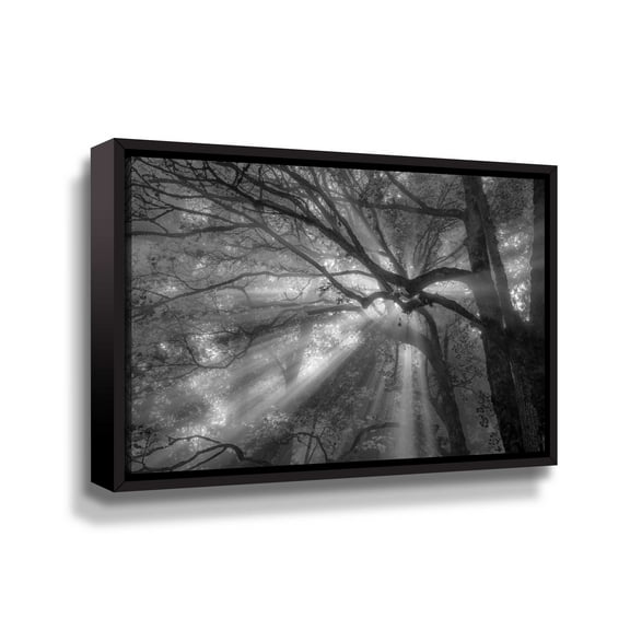 Artwall Forest Fog, Gallery Wrapped Floater-framed Canvas by Tim Oldford