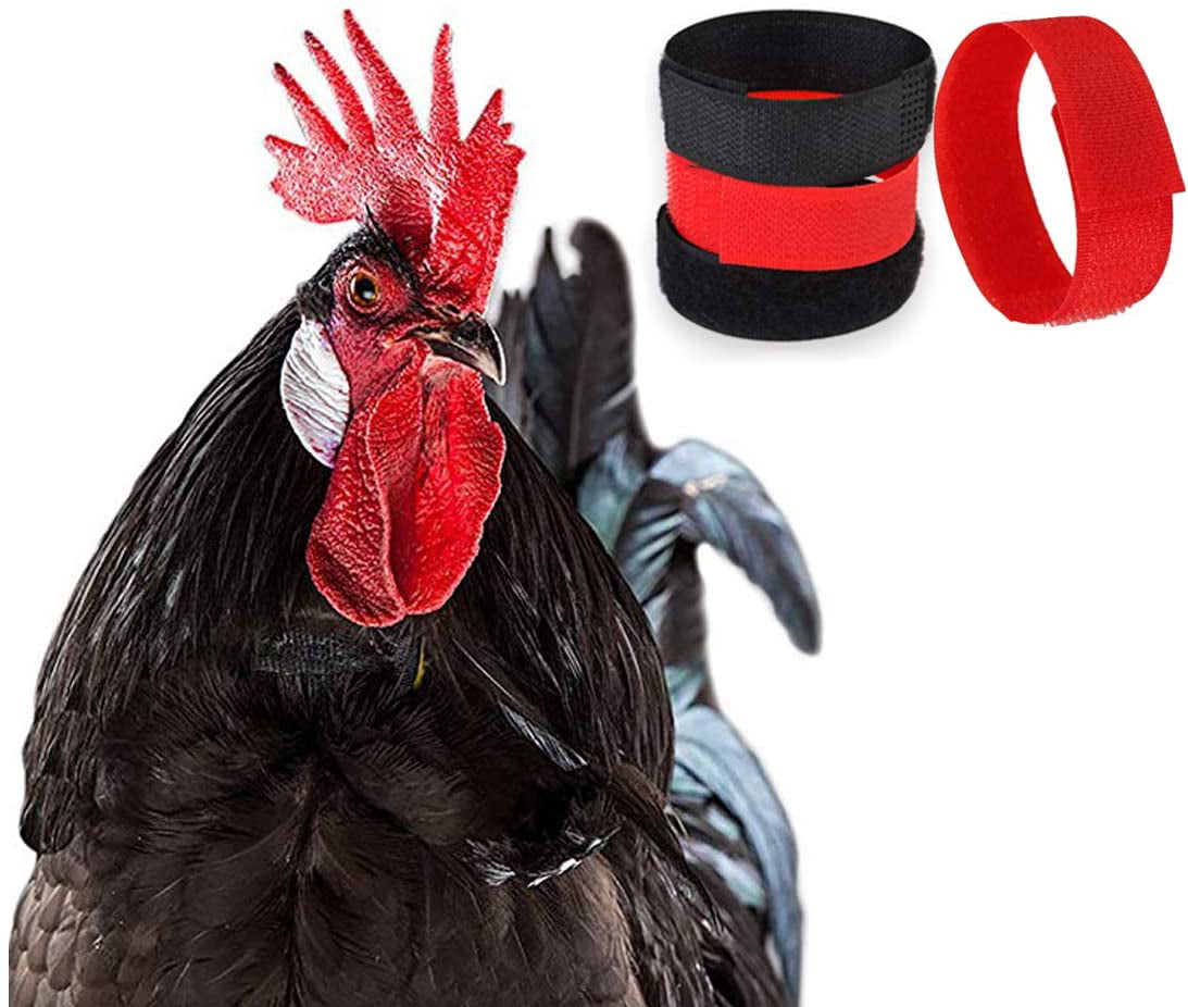 CROW COLLAR FOR ROOSTERS LARGE size for chickens  HUMANE DESIGN 