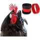 thumbnail image 1 of Paquete de 4 collares de gallo, collar de pollo, antigancho, banda para el cuello sin ruido, cinturón para gallos, evita que los pollos griten y molesten a los vecinos brillar Hogar, 1 of 5